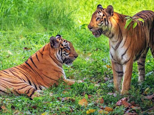 Tigers in their realm: How to experience the wild responsibly