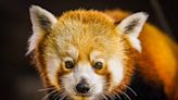 Red panda returns to the Louisville Zoo for first time in nearly 40 years