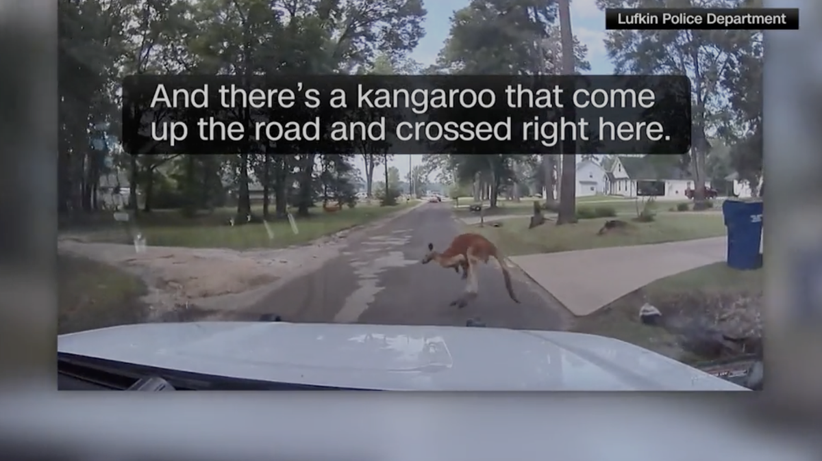 Escaped kangaroo in Texas leads to hilarious 911 call: 'That’s a freaking kangaroo'