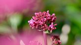 Valerian Root’s Hidden (and Potential) Benefits, Explained