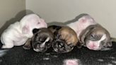 Tragedy after seven French bulldog puppies were left in a hot car