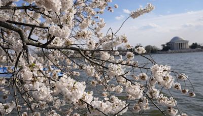 DC’s Cherry Blossom Festival tops pre-pandemic levels this year - WTOP News