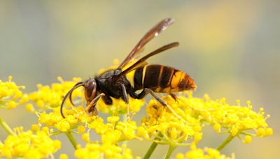 Warning drivers could face huge fine if a wasp enters their car