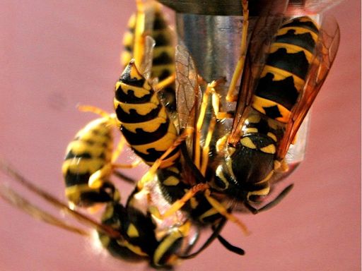 Decoding why wasps in Canada are so seemingly angry this time of the year