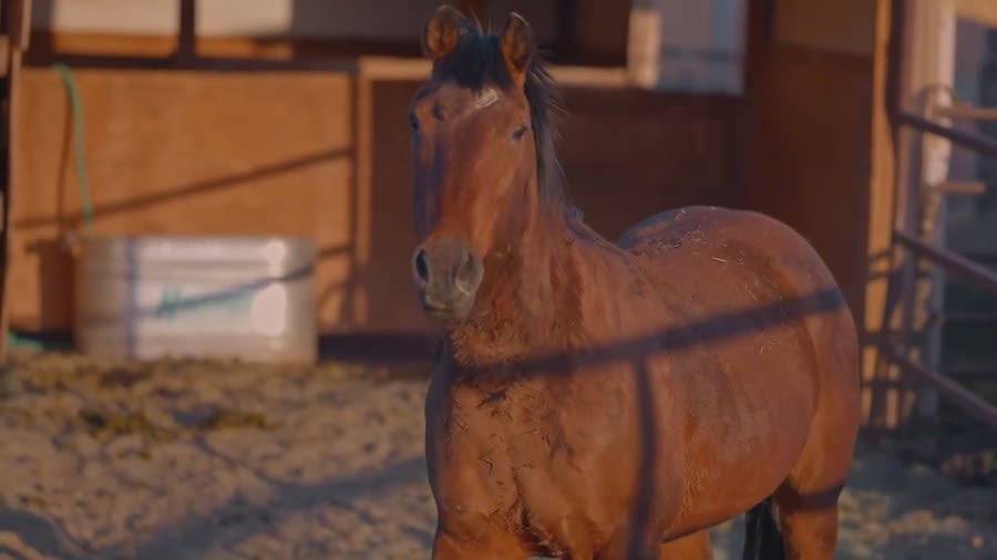 The Ranches celebrates 80 years of helping at-risk teens in New Mexico