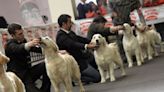 #CiudadReal acogerá una exhibición canina con los mejores cortes de pelo a perros de raza