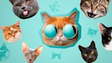 Razas de gatos: todo lo que tienes que saber sobre el Gato británico de pelo corto