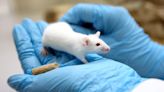 Testing on live animals fell by 3% last year, data suggests