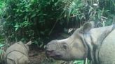 Javan rhino clings to survival after Indonesia poaching wave | FOX 28 Spokane