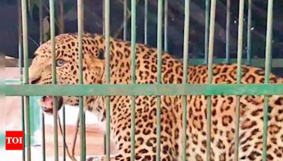 Uttarakhand: 15 killed by big cats this year, max in leopard attacks | Dehradun News - Times of India