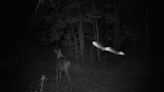 A mystery animal swoops past a deer in this Maine trail cam photo