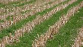 It's a win-win: now is the time to plan for 2024 cover crops