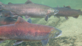 Pacific Fishery Management Council approved three options for ocean salmon season