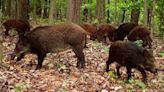 ‘Biggest wild hog problem’ in the US? California is in the top 10 for feral pigs