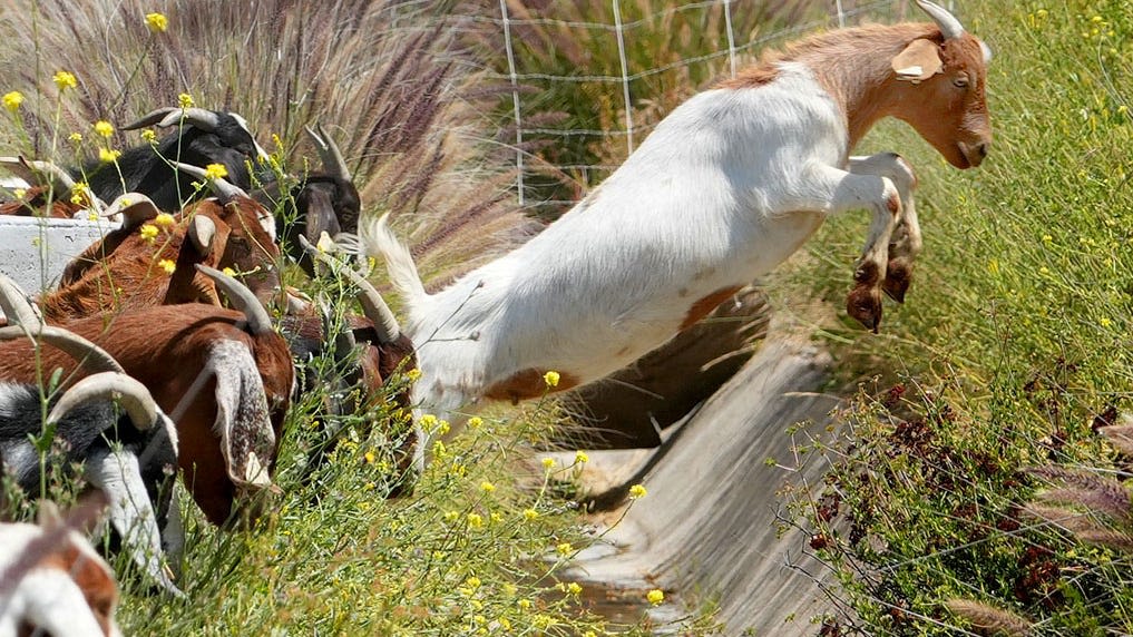 Goats make annual return to the Ronald Reagan library
