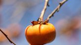Garden Help: Low-maintenance fruit trees that work well in Northeast Florida