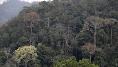 La innovación "inclusiva" es vital para un futuro forestal sostenible, alerta la FAO