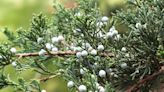 Jumping junipers: Sturdy and versatile plants popular for the home landscape