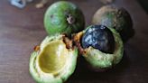 Rich man’s fruit? In a first, India plans to import avocado from Brazil to tame domestic prices | Mint