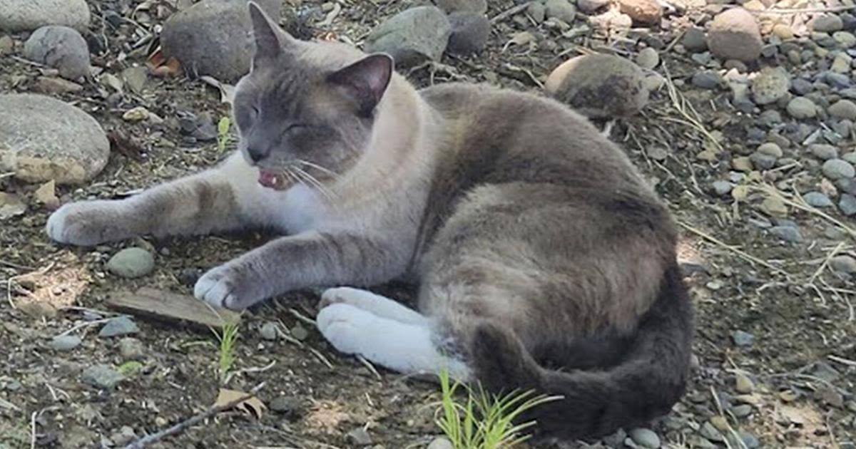 Lost cat makes mysterious 2-month, 900-mile journey home to California from Wyoming