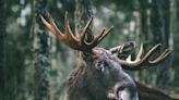 Parasitic worms "shot-gunning" moose brains in US