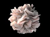 Dendritic cell