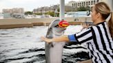 Clearwater aquarium first to join new online zoo showcase