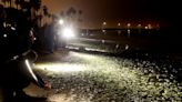 Photos: Never been to a grunion run? Come along with us