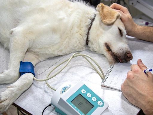 Detenida una falsa veterinaria que presuntamente causó la muerte de animales en Santa Coloma de Farners