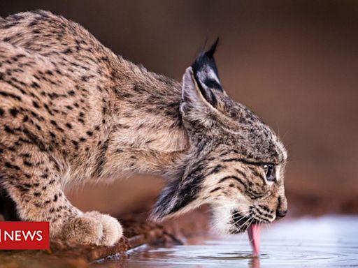 Lince-ibérico: por que um dos felinos mais raros do mundo não está mais ameaçado de extinção