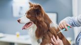 Everything You Need to Know About Dog Vaccinations