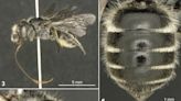 Buzzing Discovery: European Scientists Uncover New Bee Species in an Unexpected Place