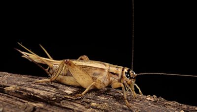 Fact Check: Ground Crickets Are Supposedly Added to Foods Under the Name 'Acheta Powder.' Here's What We Found