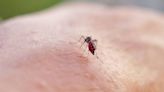 Urgent warning as mosquitos carrying deadly ‘bone-breaking’ disease arrive in UK