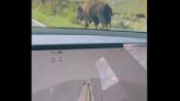 Yellowstone bison perceived as ‘people and dogs’ by Teslas