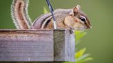 Through the Viewfinder: Chipmunk's snack