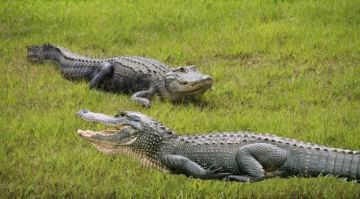 Photo showing children feeding alligator at Florida park sparks warning