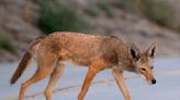 2-year-old girl attacked by coyote in California park