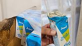 Viral: Man Finds Tiny White Worms In Amul Protein Buttermilk Carton, Company Responds