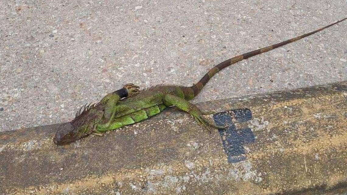 Answers sought after deaths of iguanas found with legs bound across MS Coast, Louisiana