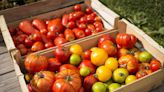 How—and When—to Harvest Tomatoes for Optimum Flavor