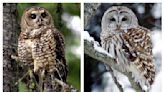 Will killing thousands of invasive owls save threatened ones? That's the government's plan