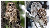 A renewed bid to protect burrowing owls is advancing. What changed?