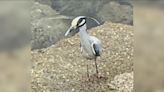 Yellow-crowned night herons spotted around San Diego County