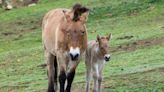 Critically Endangered Species of Horse Born at San Diego Zoo: 'A Tremendous Moment'