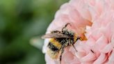 Wild bees are under threat from domestic bees, invasive species, pathogens and climate change—but we can help