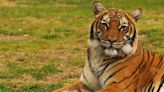 Little Rock Zoo Malayan Tiger mother Asmara moved to Tampa zoo