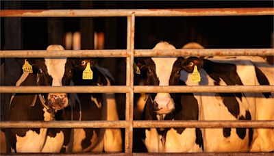到禽畜農場要小心 美CDC：證實第2名乳牛場工人感染禽流感
