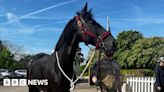 Injured Household Cavalry horses to join King's Birthday Parade