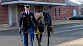 Arlington Horse-Drawn Funerals to Remain Suspended as Families Grapple with Burial Arrangements